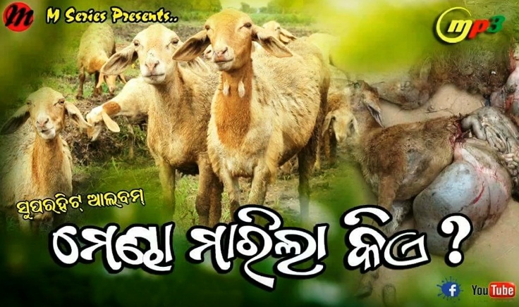 Mendha Marila Kie Odia album song on Niali sheep killing | Sambad English