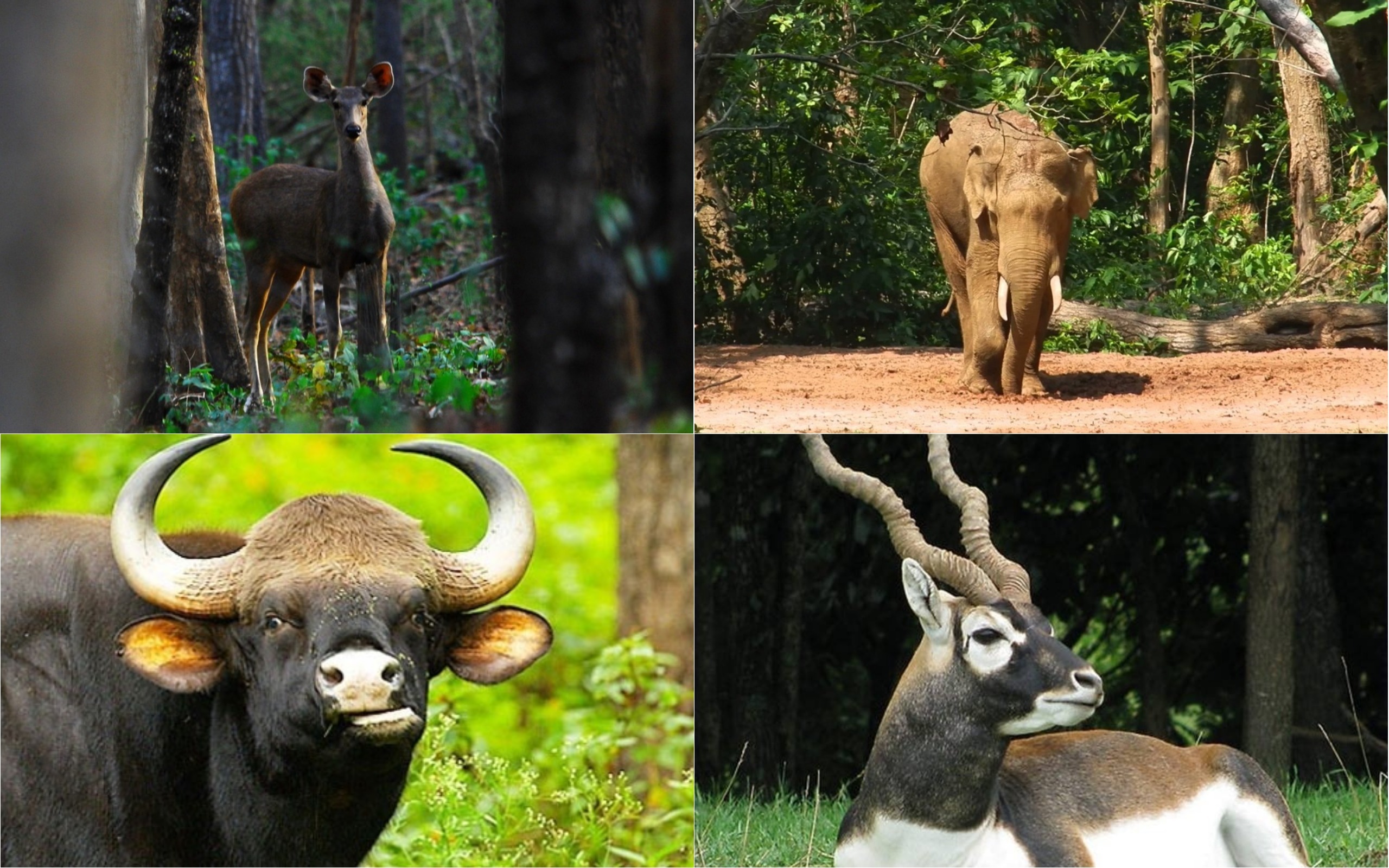 Odisha's lesser-known wildlife sanctuaries call out to tired souls seeking  adventure | Sambad English