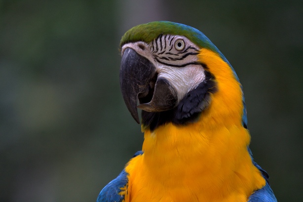 Blue-and-yellow macaw species becomes extinct in Odisha zoo | Sambad English