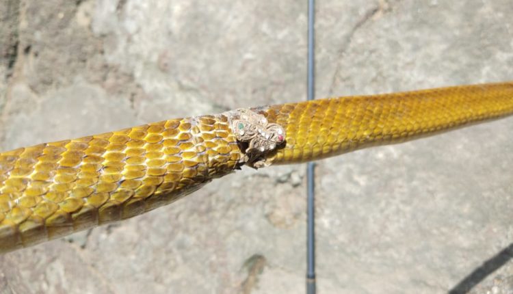 snake trapped in ring