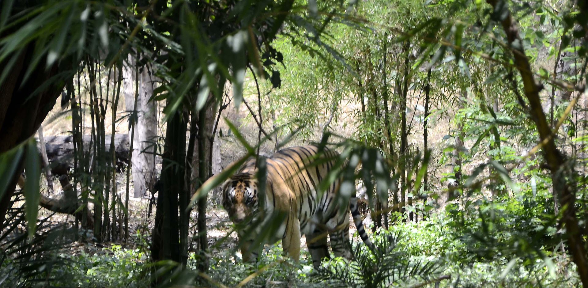 jungle safari odisha