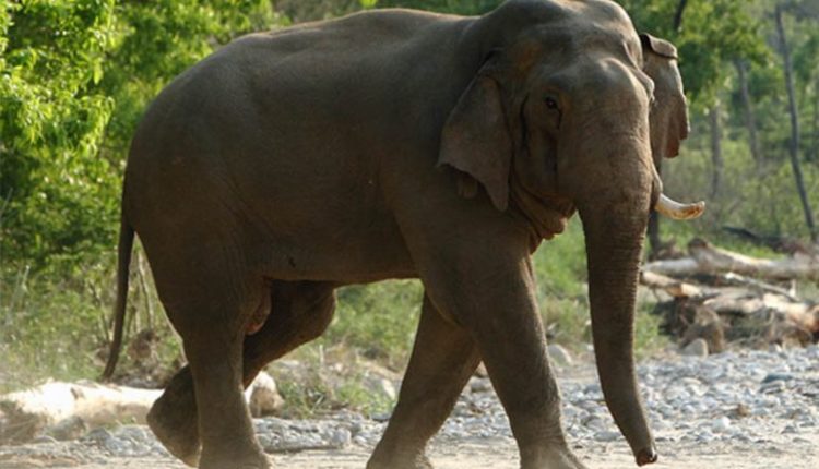 Elderly man trampled to death by elephant in Odisha's Bhadrak | Sambad English