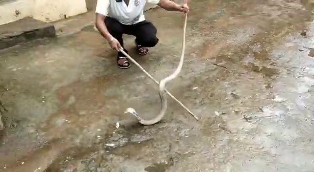 Cobra rescued from COVID-19 quarantine centre in Odisha's Ganjam | Sambad  English