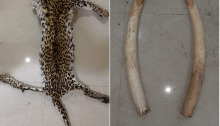 leopard skin-ivory