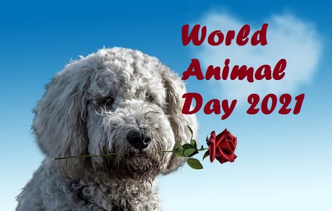 world animal day
