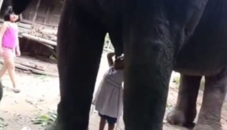 toddler drink elephant milk 1