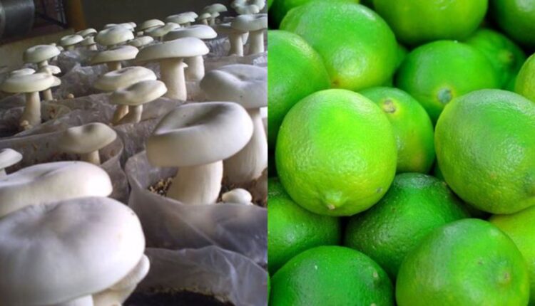 mushroom-lemon-collage