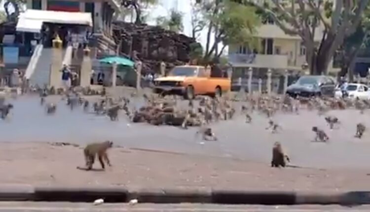 Monkeys fight over food in Thailand as nCoV slows tourist footfall