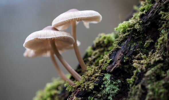 Mushrooms can talk to each other and recognise up to 50 words