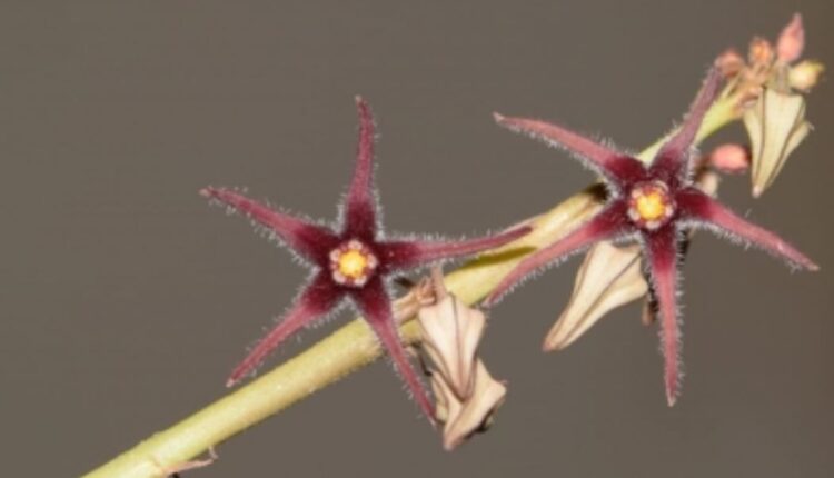 rare plant species_Brachystelma attenuatum