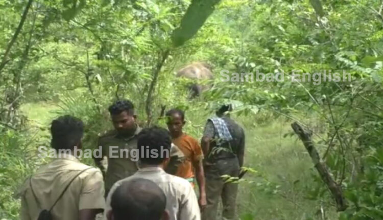 Tusker found with three gunshot wounds in Cuttack forest