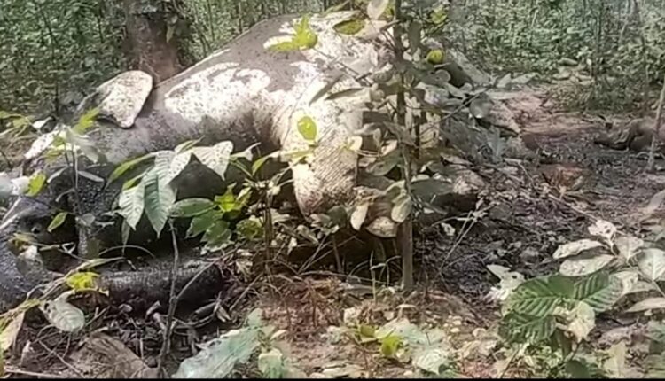 mother-baby elephants death