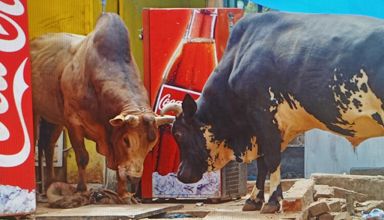 bull attack in patia bhubaneswar