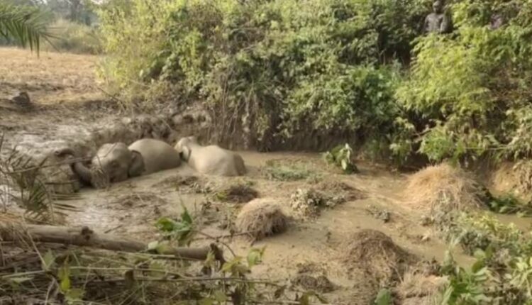 elephants stuck in mud