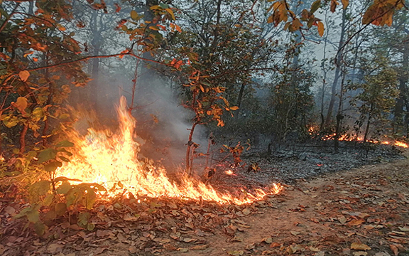 Odisha Forest fire engulfs 533 different locations in seven days; highest in the country