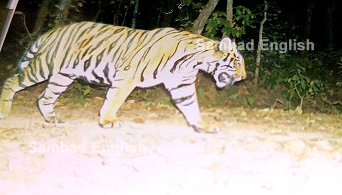 Odisha Royal Bengal Tiger found in Keonjhar forest, enthuses animal lovers