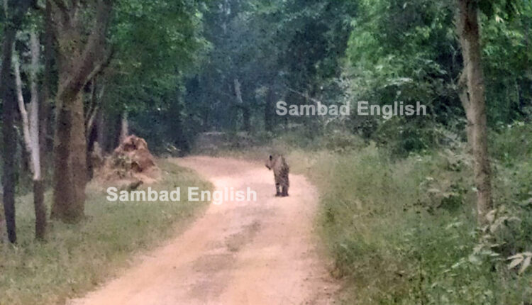 Royal-Bengal-Tiger-spotted-in-Debrigarh-Wildlife-Sanctuary-near-entry-gate-750×430-1-750×430