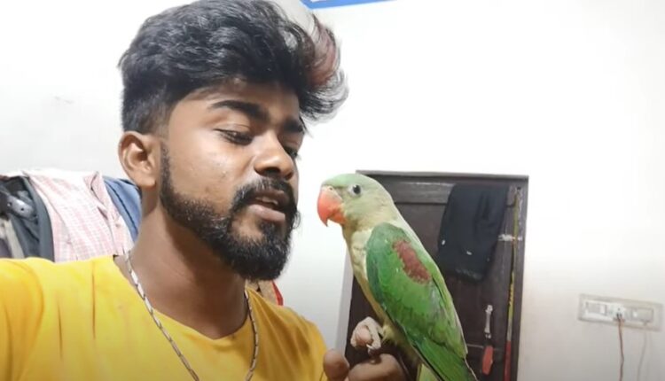teaching parrot youtube